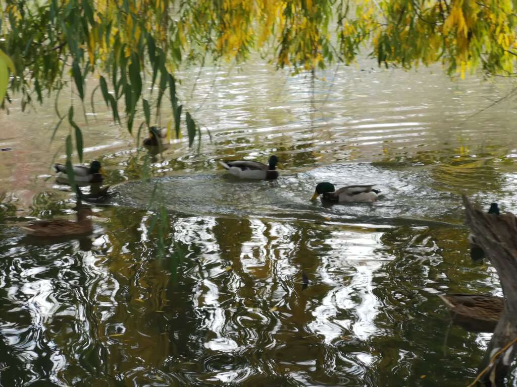 МБУ Парк культуры и отдыха им. Октября