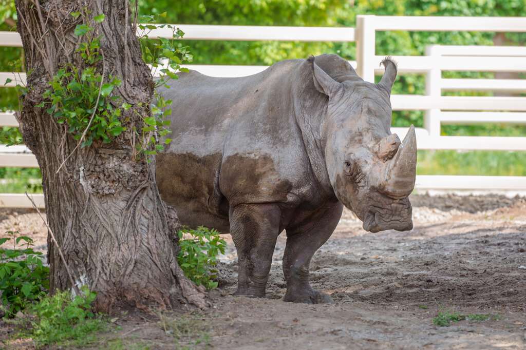 Ростовский-на-Дону зоопарк