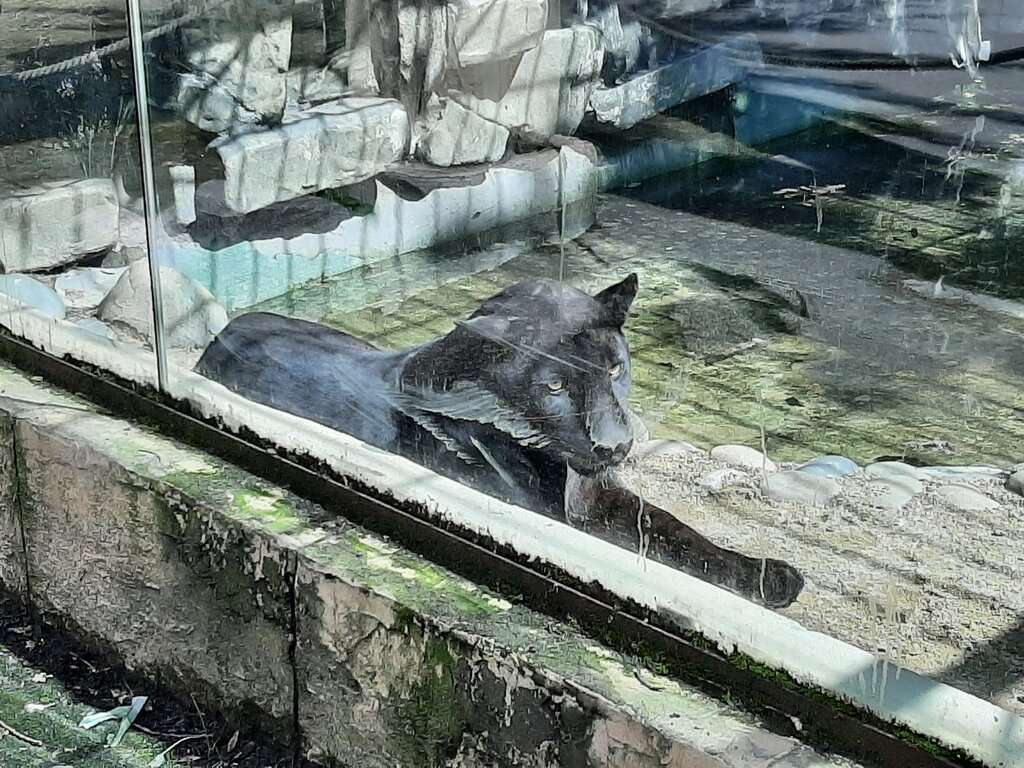 Сафари-Парк