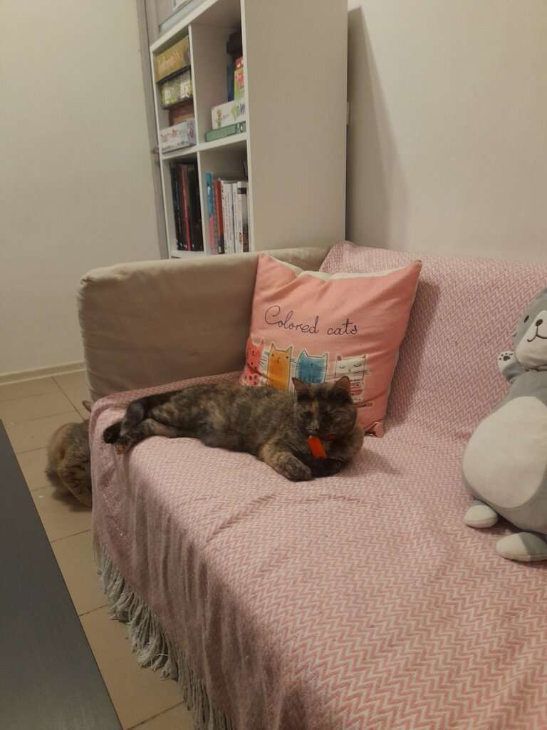 Котокафе Котовский