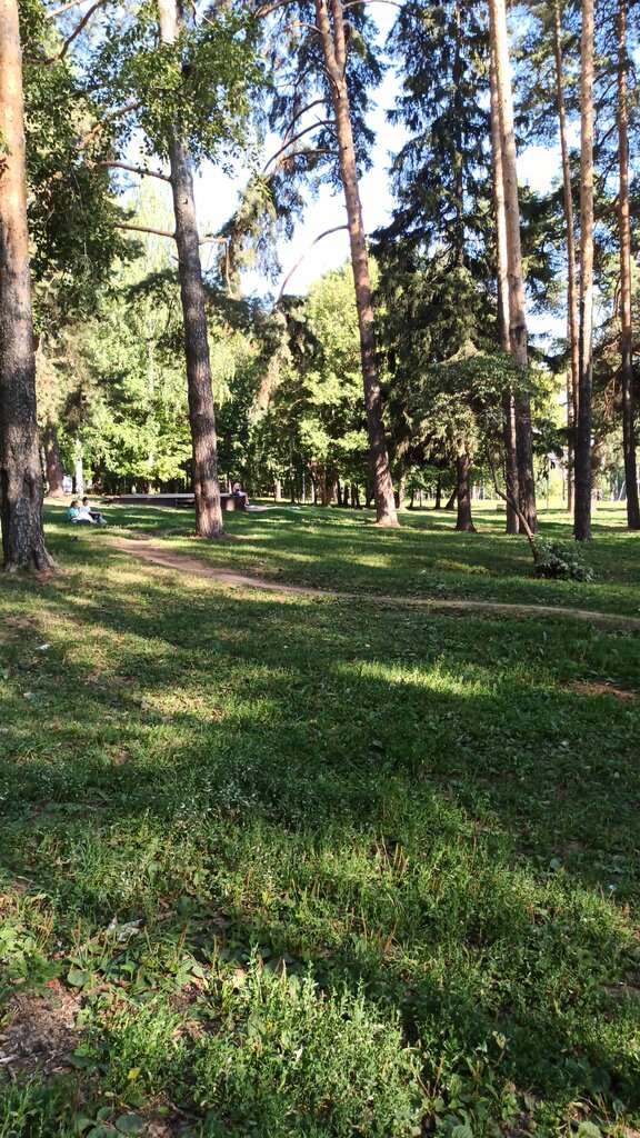 Берёзовая роща