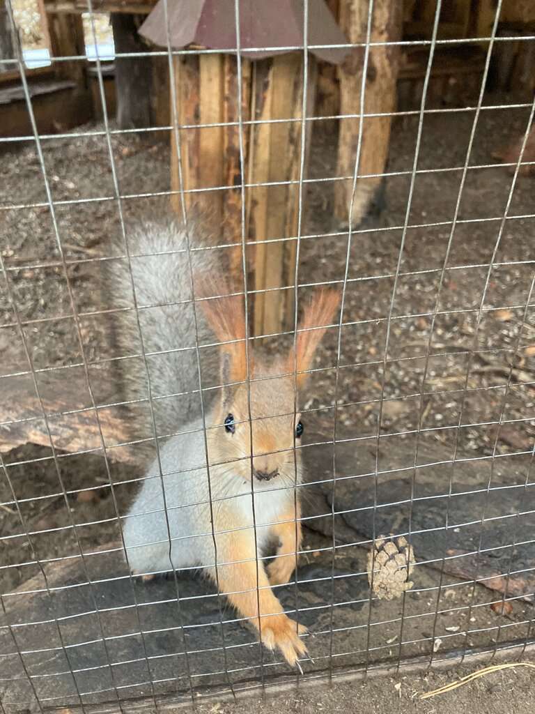 Ульяновский зоопарк, Семейный парк развлечений Русские Забавы