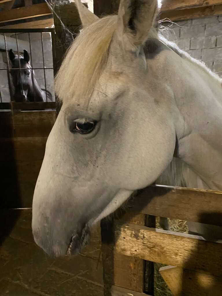 Horse Travel