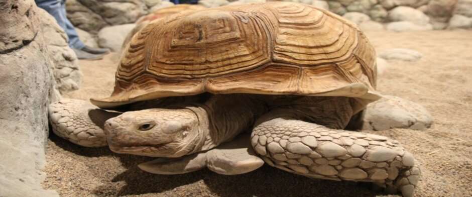 Океанариум