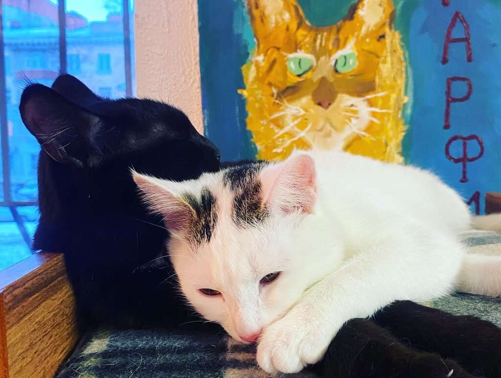 Котофей