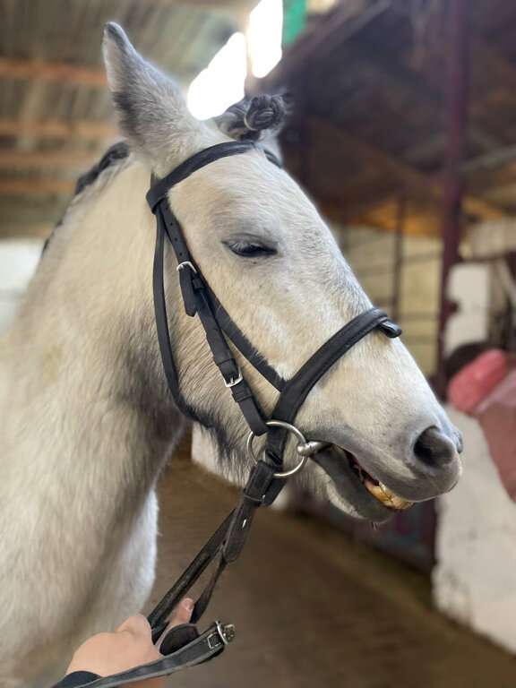 Конно-спортивный комплекс Фаворит