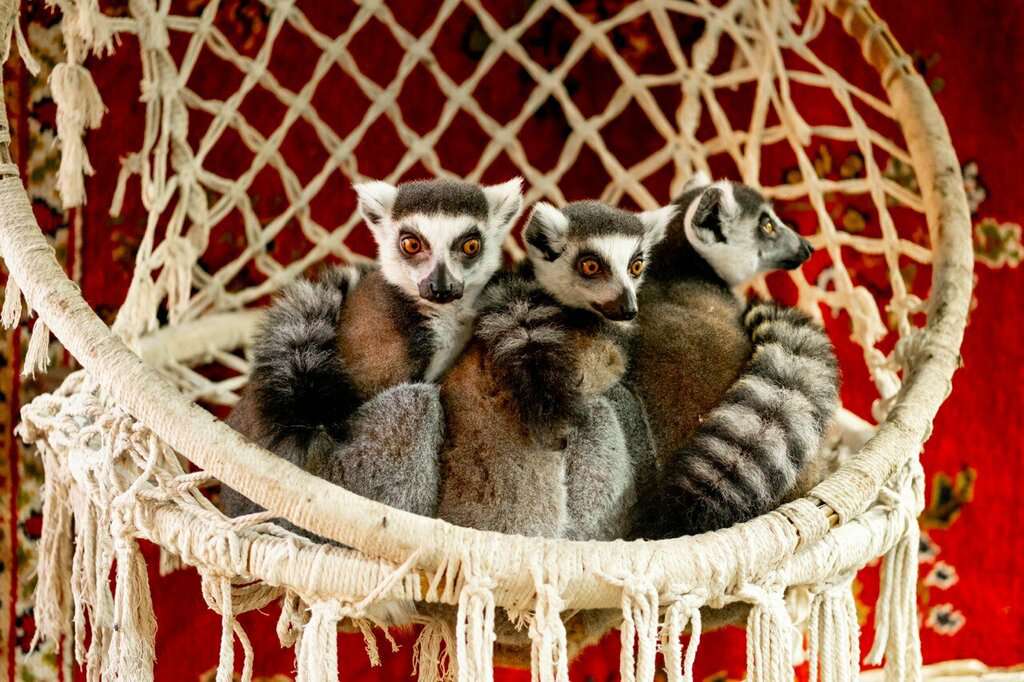 Зоопарк Берендеево