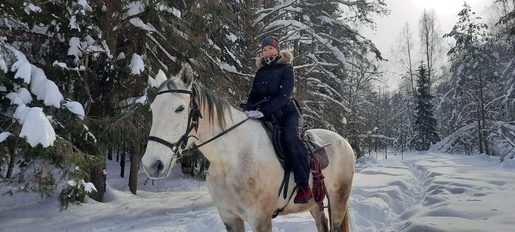 Серая лошадь