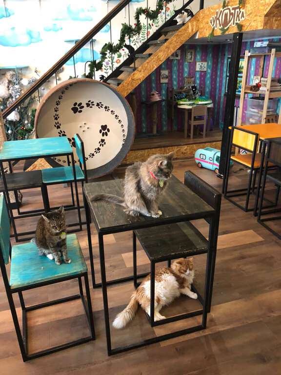 Котейня Чукотка