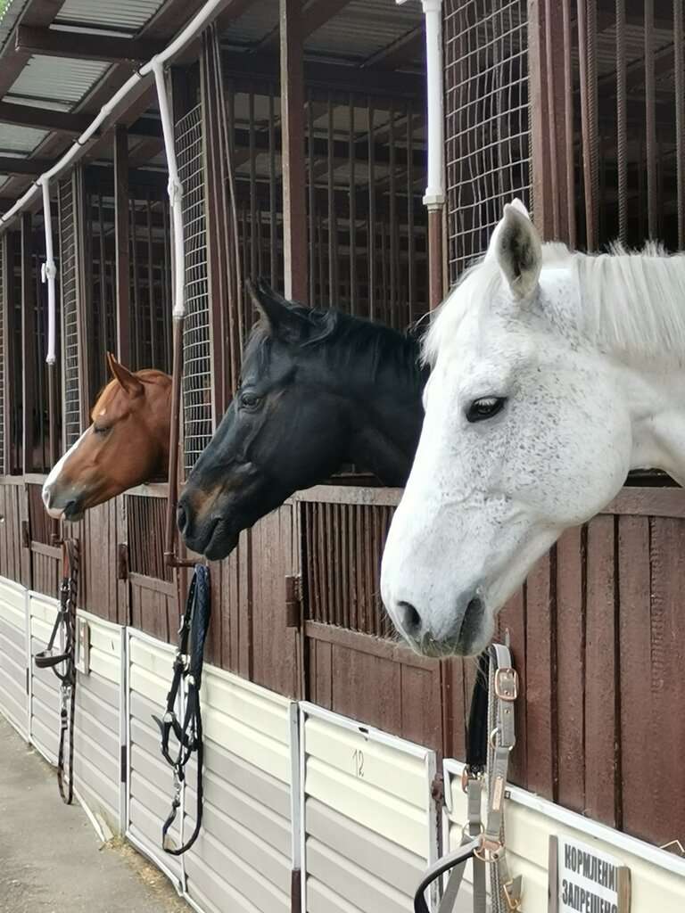 Конно-спортивный клуб Измайлово