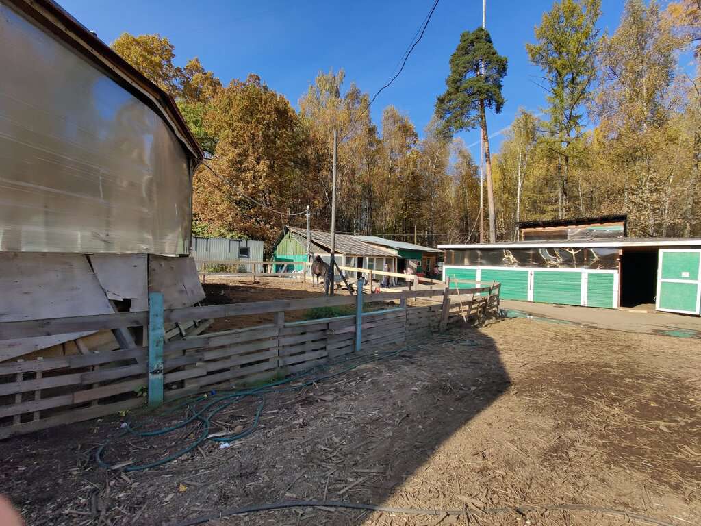 Волшебный лес